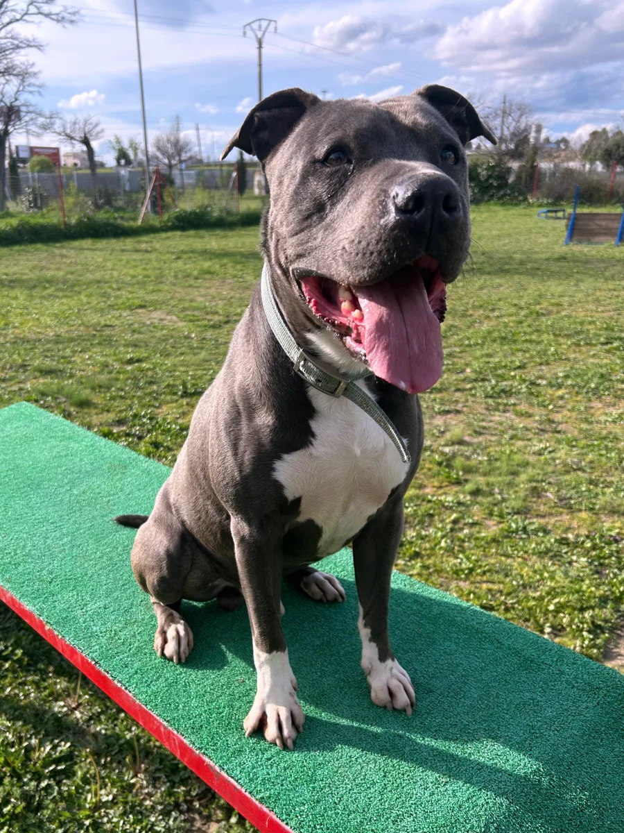 adiestramiento canino villamascota madrid