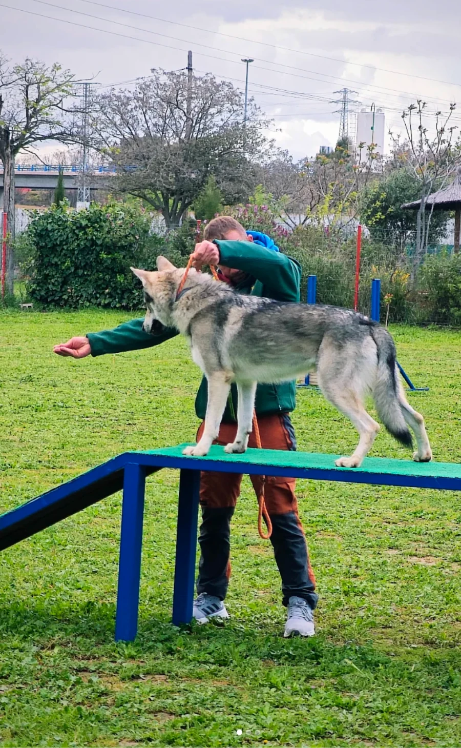 equipo humano villamascota hotel para perros madrid