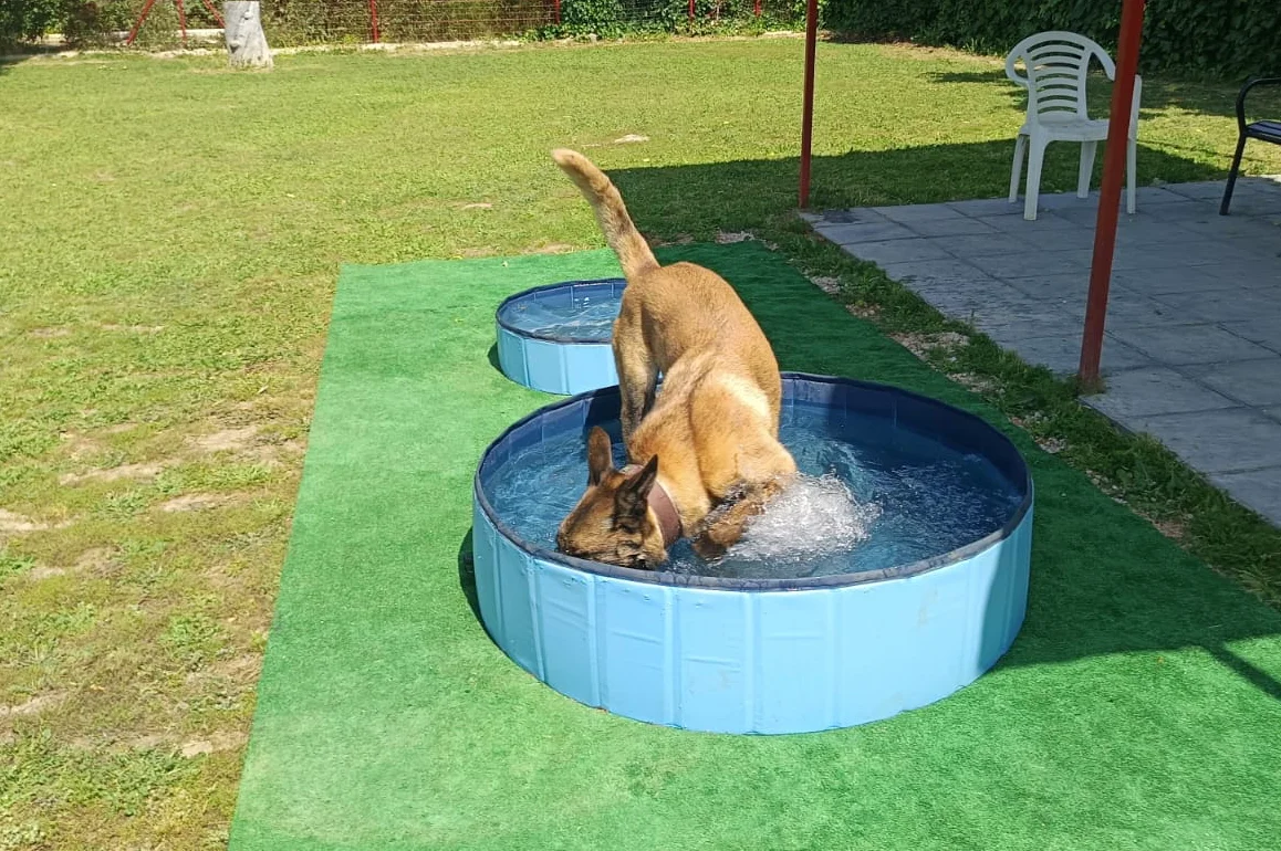 galeria villamascota residencia hotel para perros en madrid 11