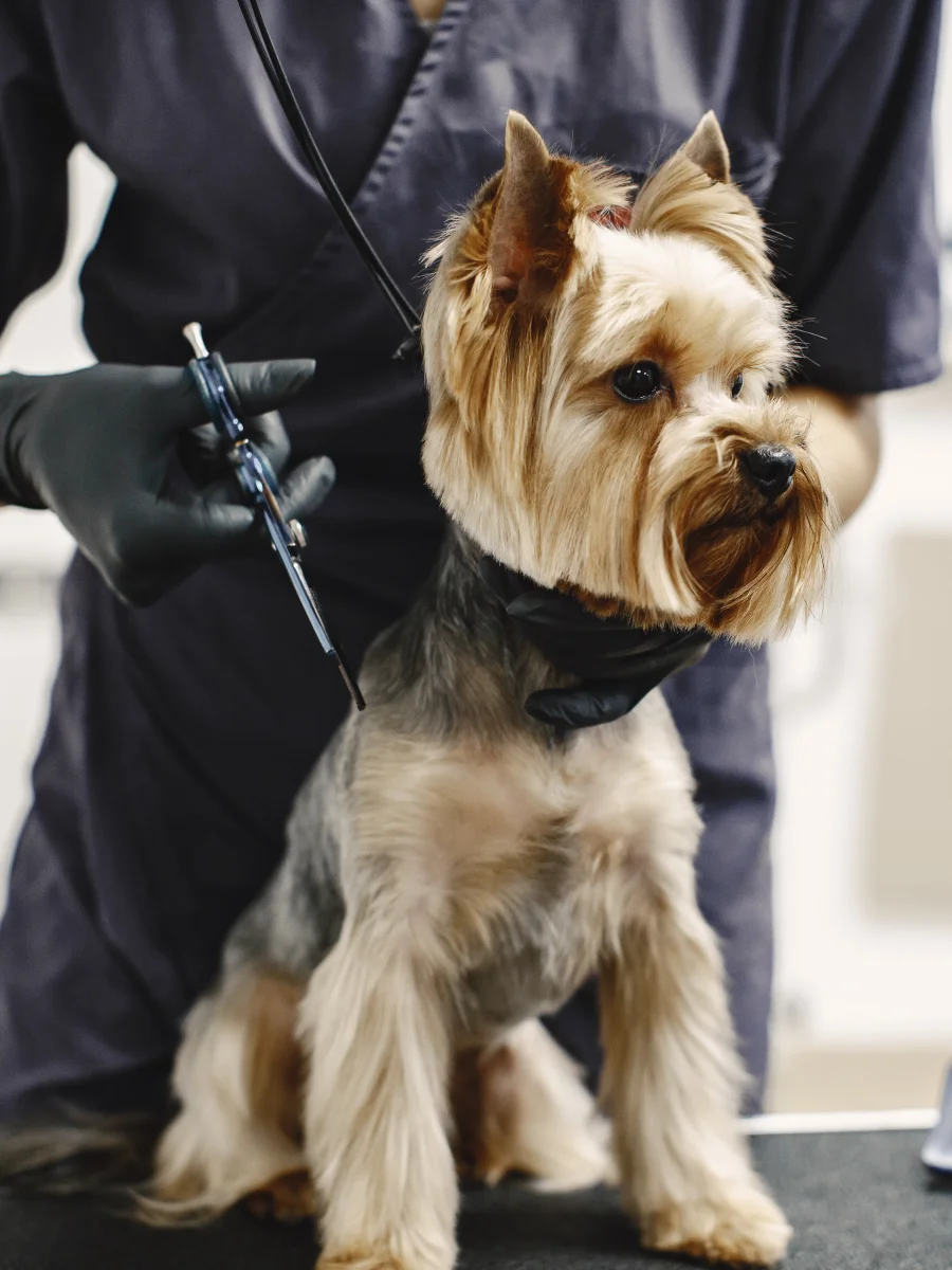 peluqueria canina villamascota madrid